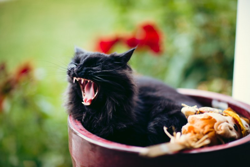 Чёрный кот