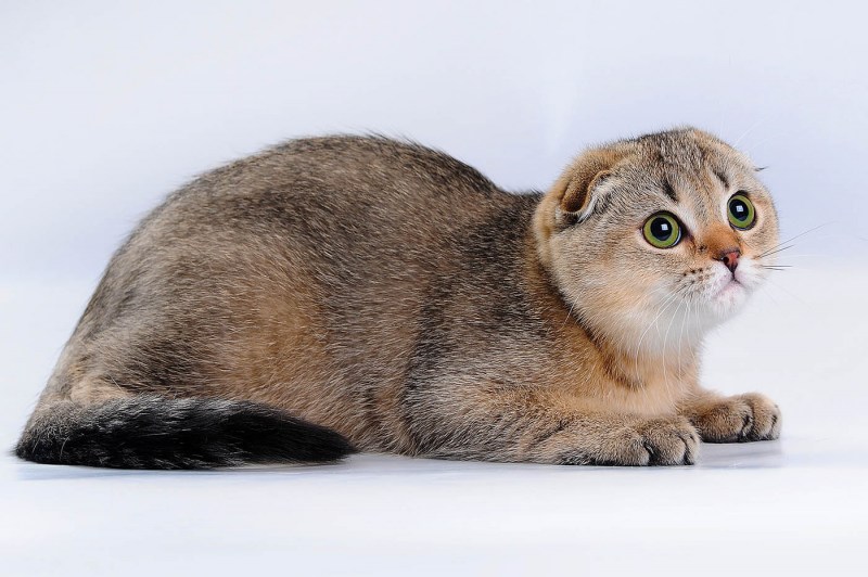 Скоттиш фолд Золотая шиншилла