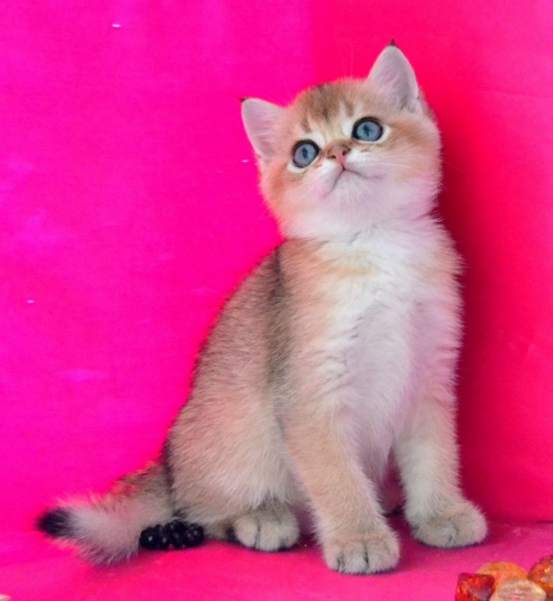 Шотландская короткошерстная Золотая шиншилла
