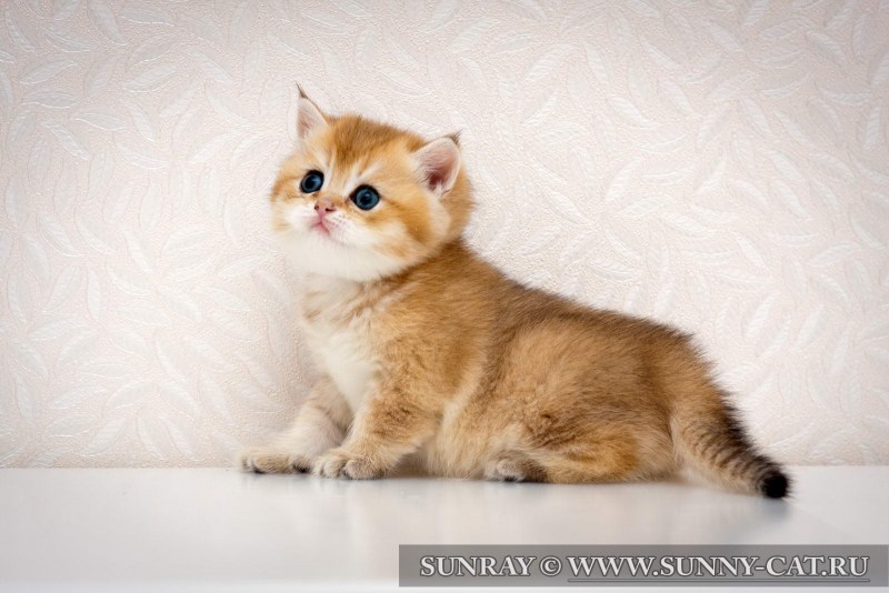 Скоттиш фолд Золотая шиншилла