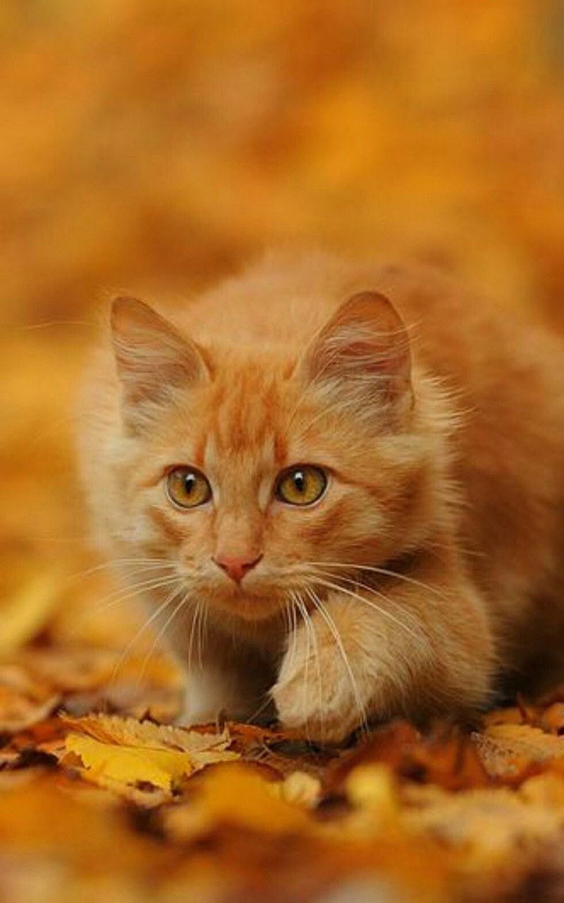 Рыжая кошка