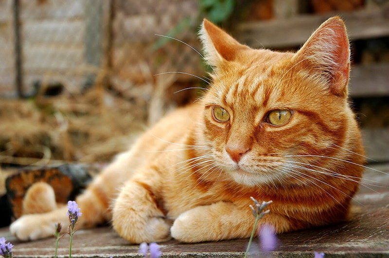 Рыжий котик
