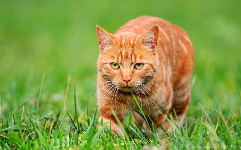 Ginger tabby Cat
