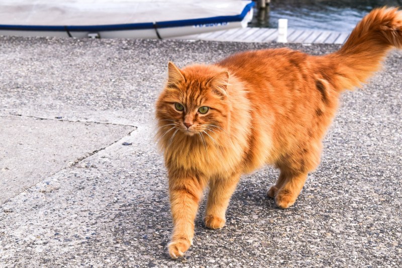 Ginger tabby Cat порода