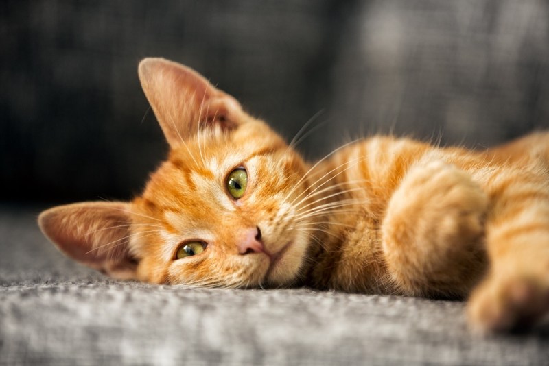 Рыжий котик прижатые ушки