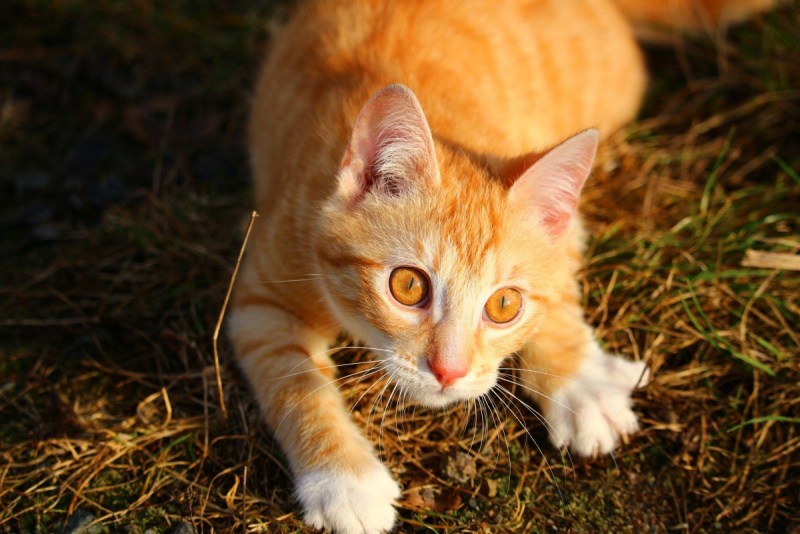Tabby Cat рыжий