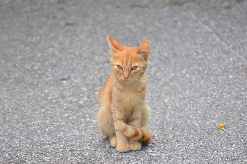 Оранжевая котенок маленький