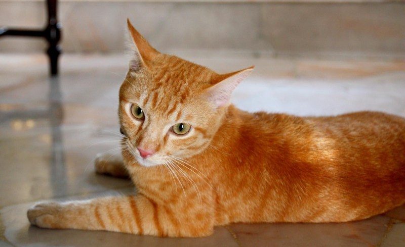 Оранжевая кошка