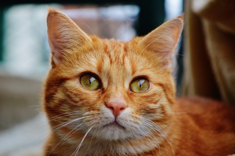 Рыжая кошка