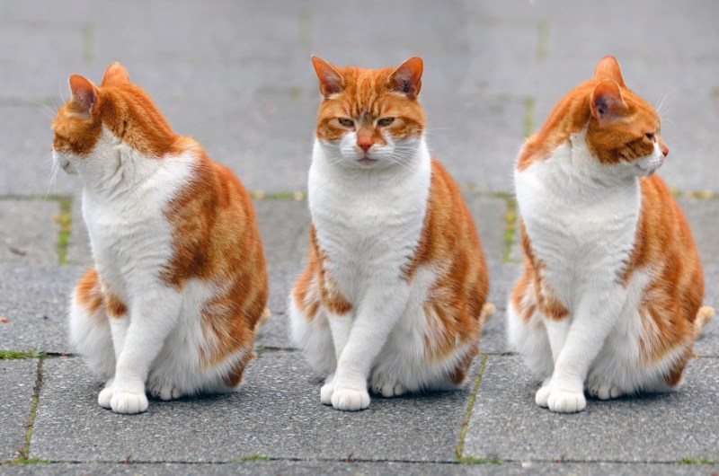 Коты белые с оранжевым