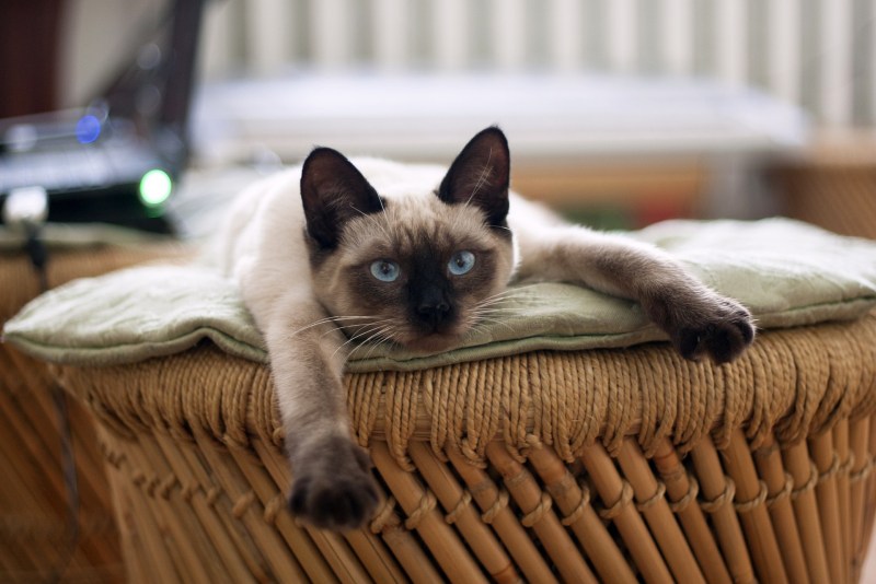 Сиамская кошка