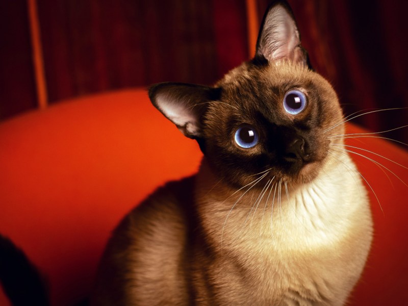 Сиамские коты