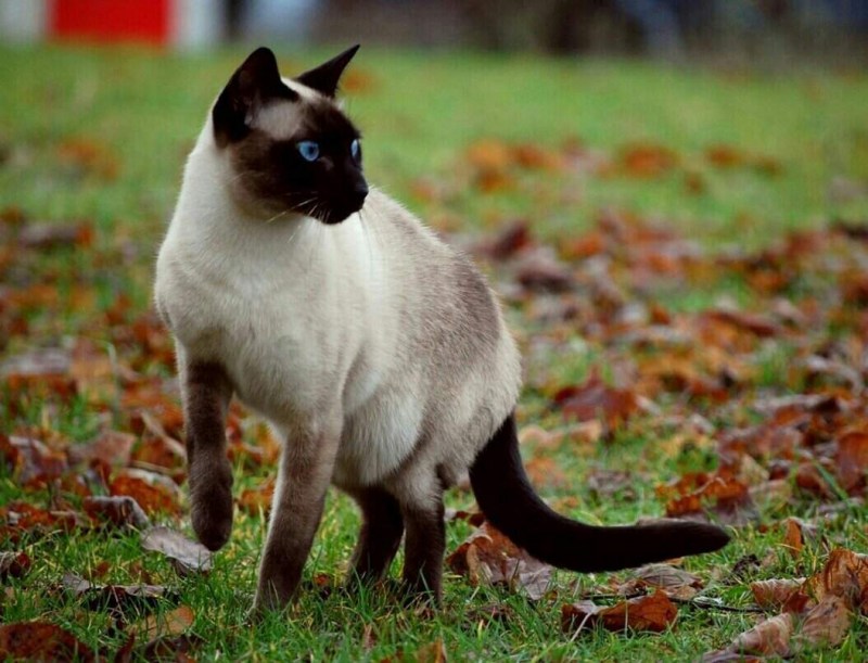 Кошка Сиамская кошка