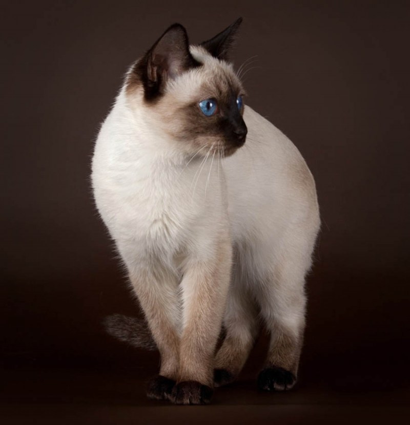 Сиамская кошка Сиамская