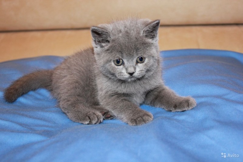 Скоттиш страйт голубые котята