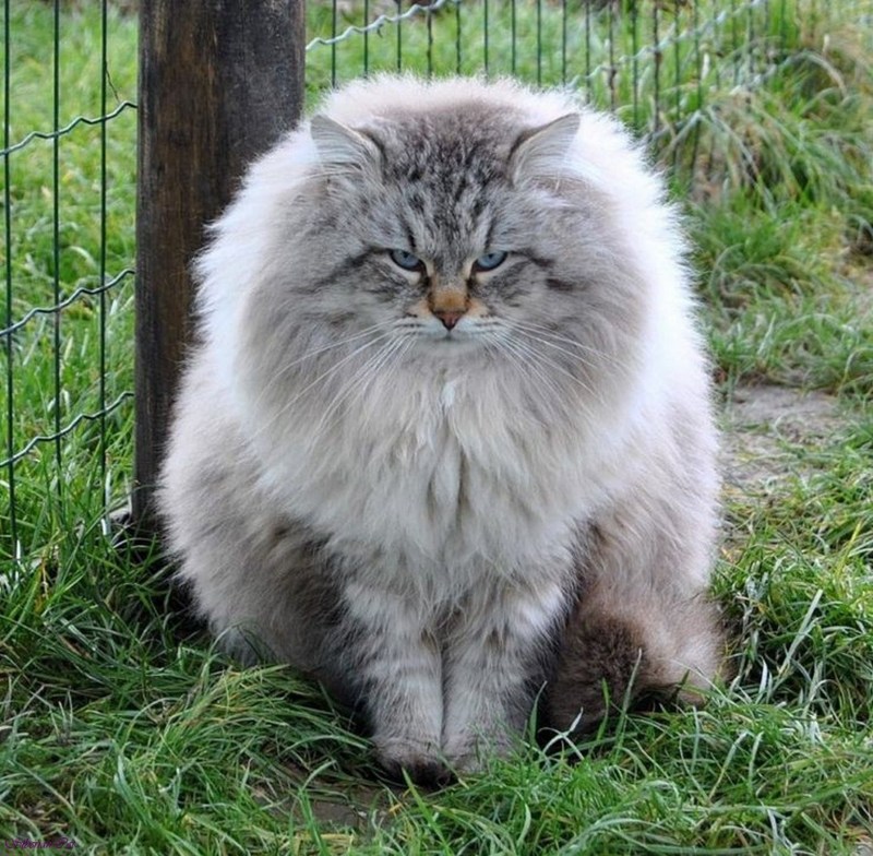 Сибирский длинношерстный кот