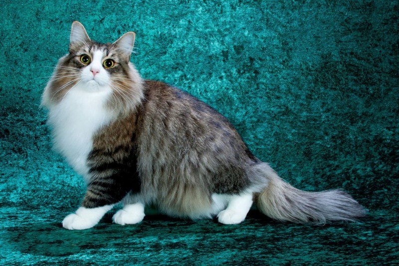 Норвежская Лесная кошка скоггкэт