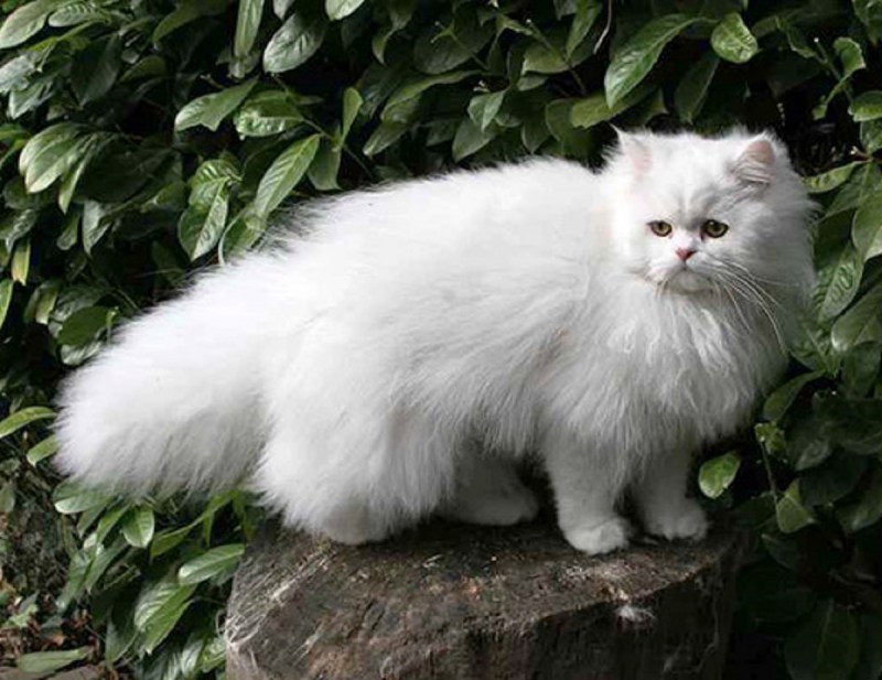 Персидская длинношерстная кошка