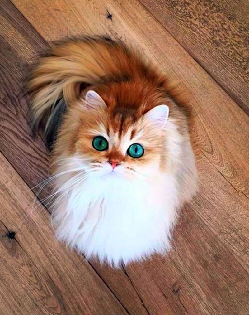 Пушистые коты