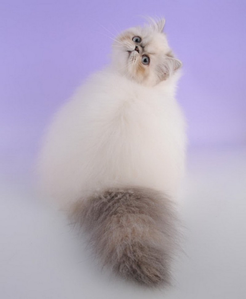 Гималайская гималайская кошка