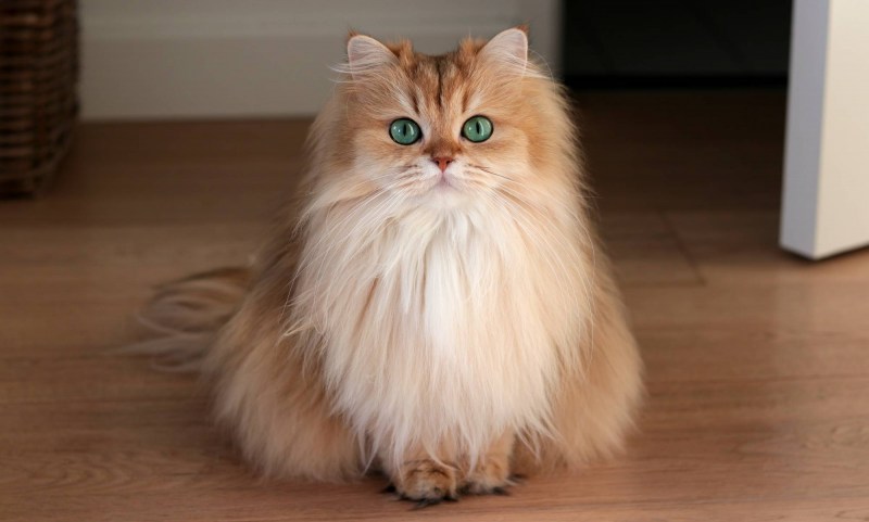 Британская длинношёрстная кошка