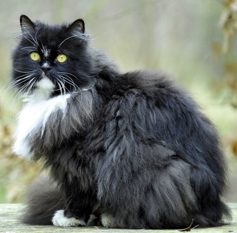 Персидская Лесная кошка