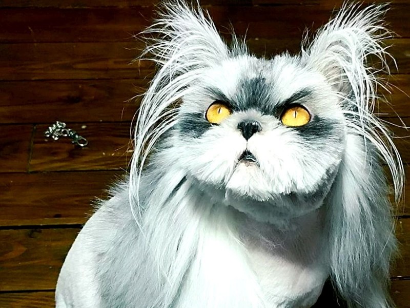 Атчум персидский кот