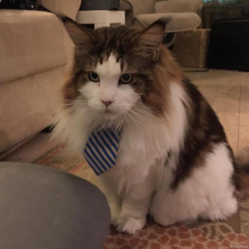 Нью котик