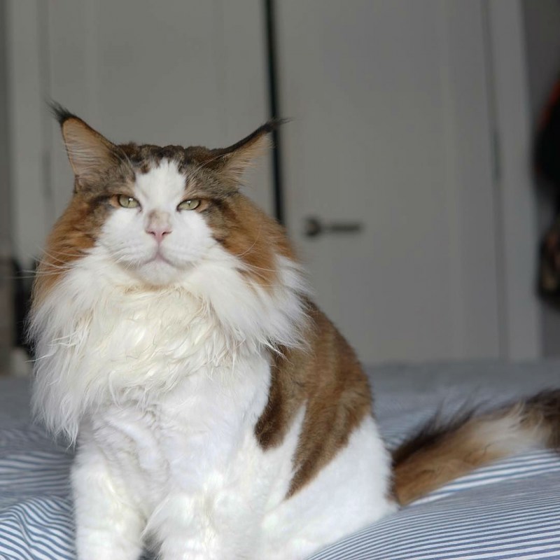 Cat Samson