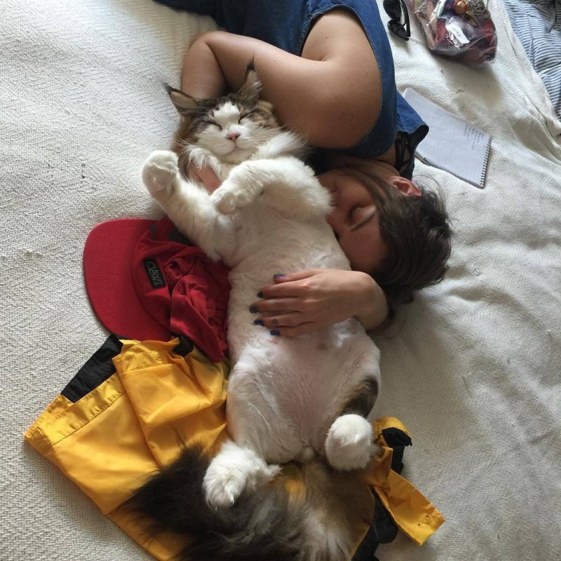 Самсон кличка кошки