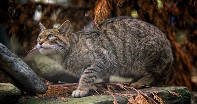 Европейский дикий Лесной кот