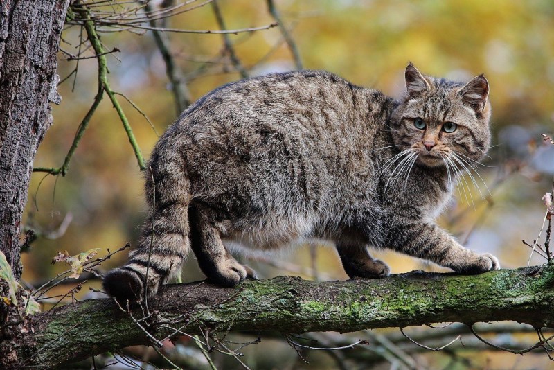 Европейский дикий Лесной кот