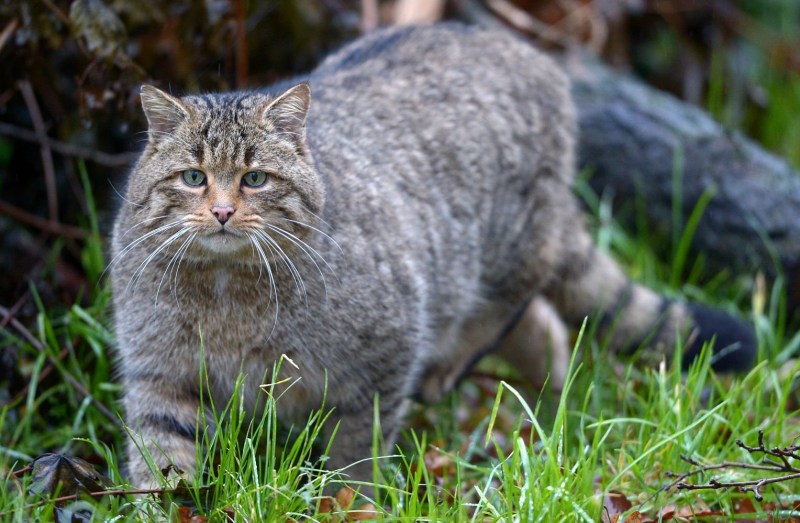 Кавказская Лесная кошка Felis Silvestris Caucasica
