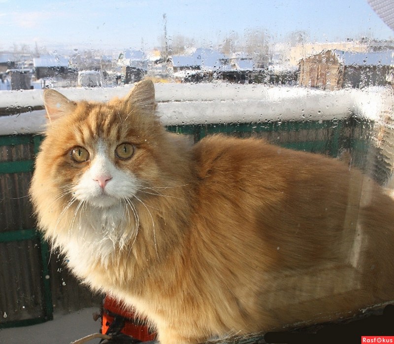 Самый большой котик в мире в 2020 году