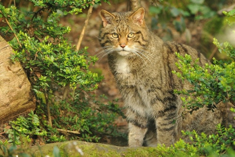 Европейский Лесной кот камышовый