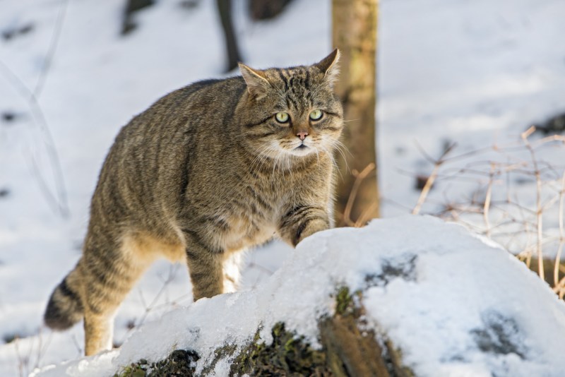 Европейский дикий Лесной кот