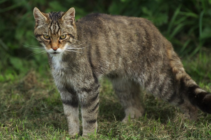 Felis Silvestris Silvestris
