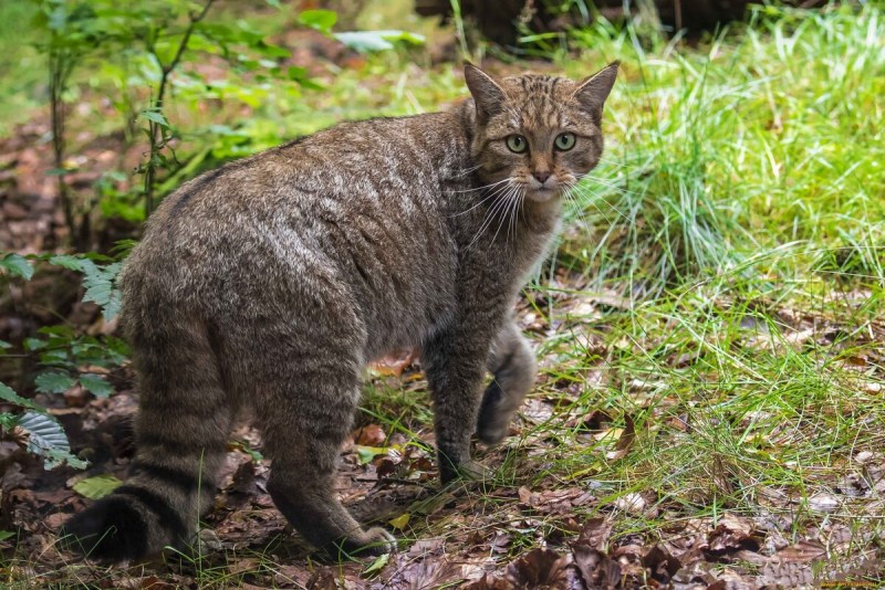 Европейская Дикая Лесная кошка