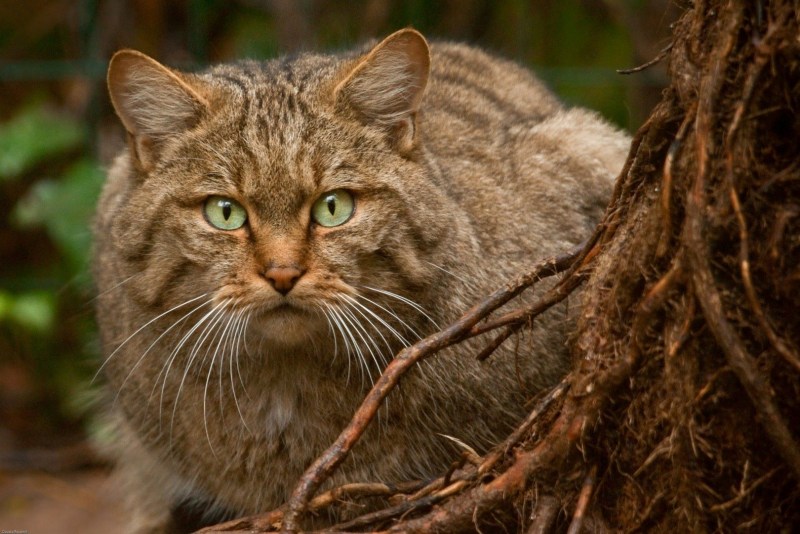 Кавказская Лесная кошка красная