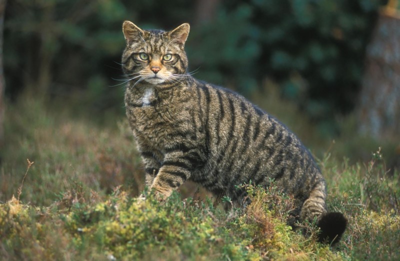 Дикая Лесная кошка