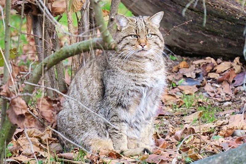 Кавказский Лесной кот