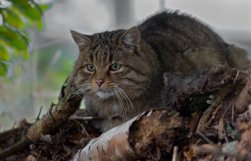 Амурский Лесной кот