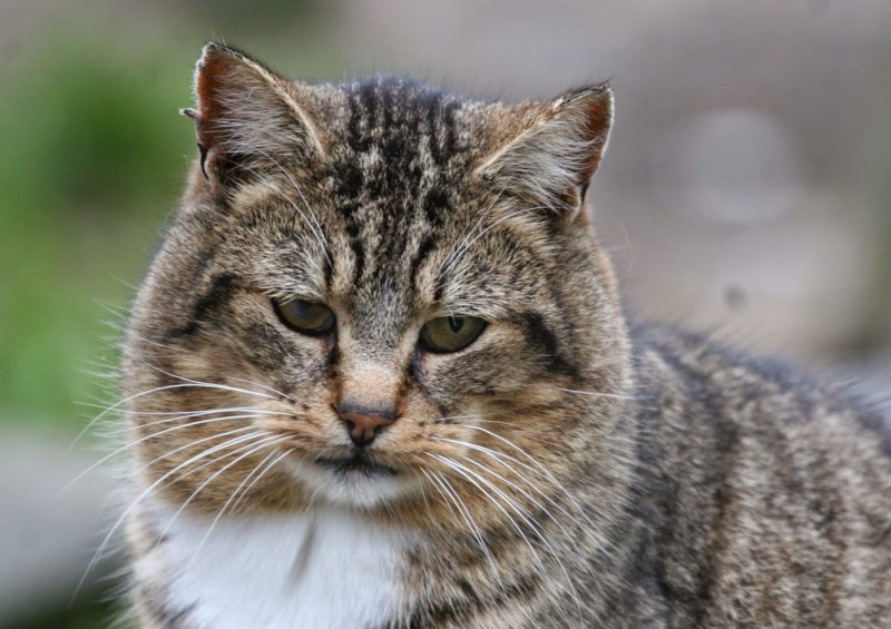 Европейский дикий Лесной кот