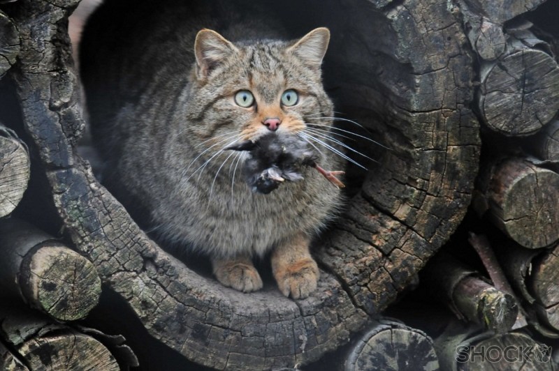 Китайская кошка (Felis bieti