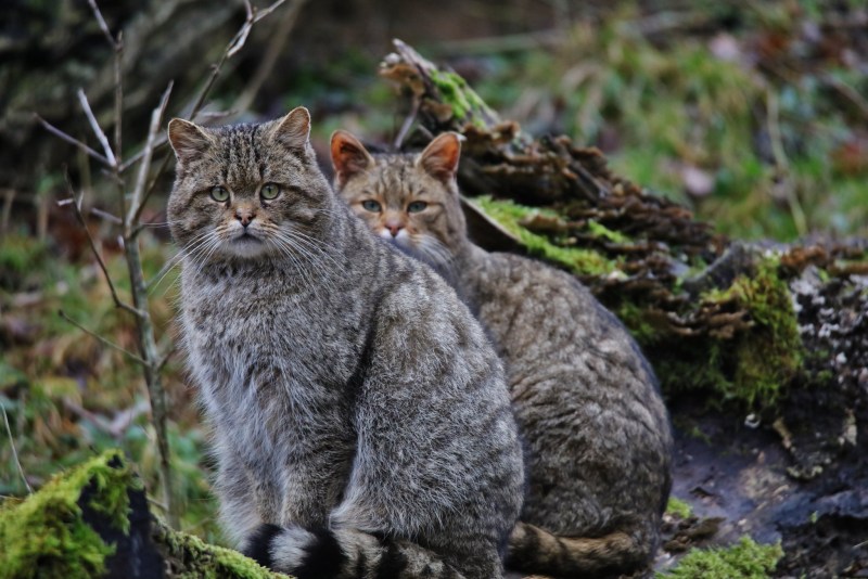 Кавказская Лесная кошка красная