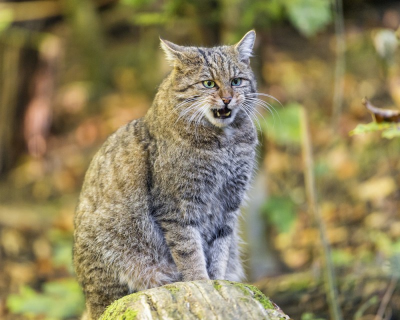 Лесной кот Felis Silvestris