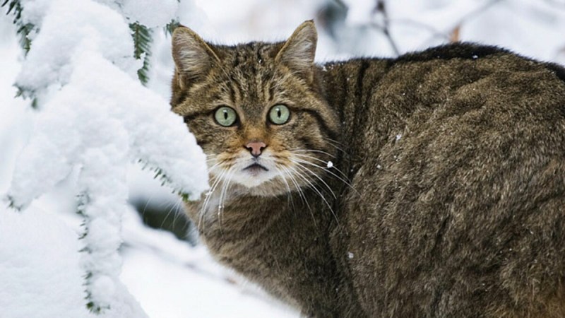 Европейская Дикая Лесная кошка