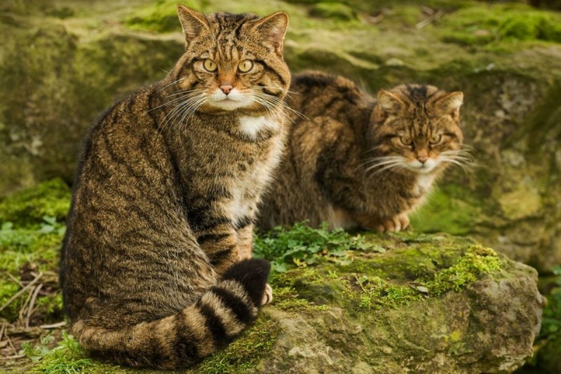 Европейский Лесной кот камышовый