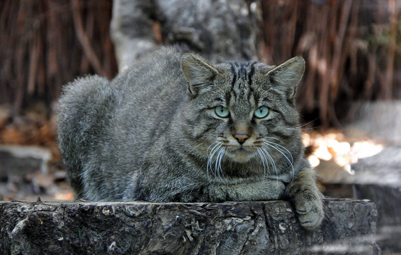 Дикий Лесной кот