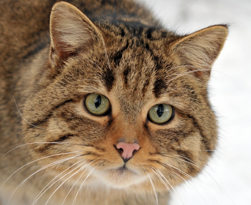 Кавказская Лесная кошка Felis Silvestris Caucasica